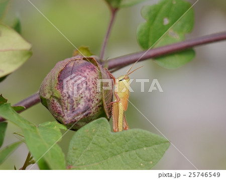 綿の実とツチイナゴの幼虫 25746549