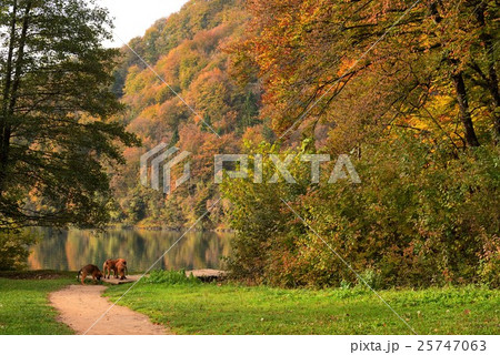 プリトヴィッツェ国立公園の3匹の犬 25747063