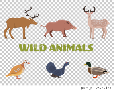 Wild forest animals with wild boar, deer, duck etc Wild forest animals with wild boar, deer, duck etc 25747163