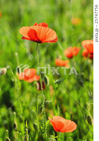 Red spring poppy Red spring poppy 25747756