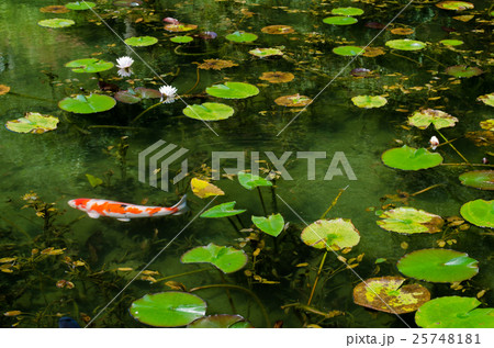 モネの池と錦鯉 25748181
