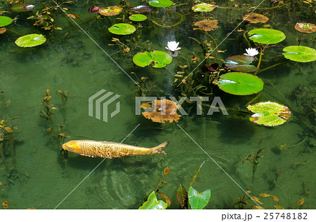 モネの池と金の鯉 モネの池と金の鯉 25748182