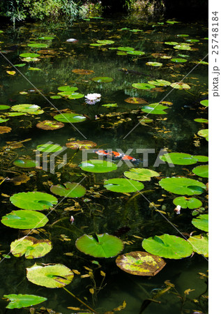 モネの池 モネの池 25748184
