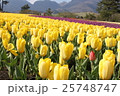 チューリップ１ 25748747