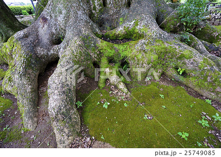 墓石をその根の中に巻き込むクスノキの巨木「寂心さんの樟」熊本県指定天然記念物樹齢800年神木クスの木 25749085