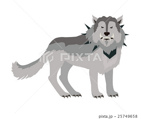 Grey Wolf in the Collar 25749658