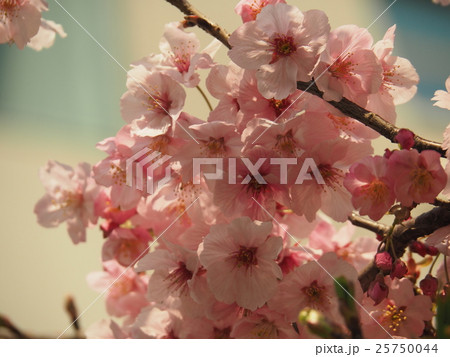 桜 桜 25750044