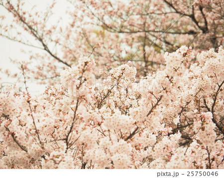 満開の桜 25750046