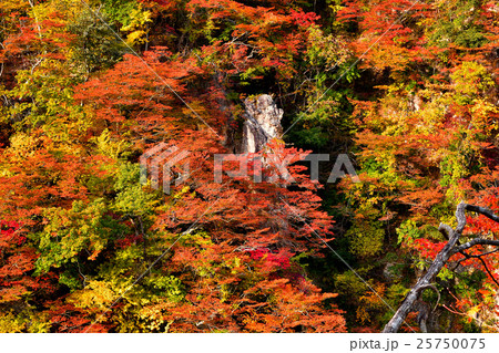 鳴子峡の紅葉 鳴子峡の紅葉 25750075