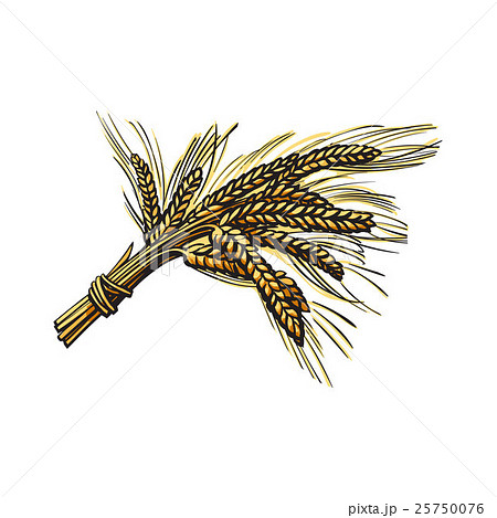 Bunch of malt, barley ears, sketch style vector Bunch of malt, barley ears, sketch style vector 25750076