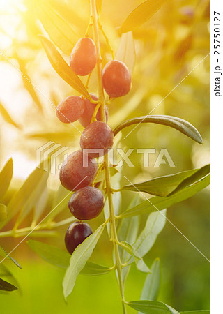 Olive tree with fruits 25750127