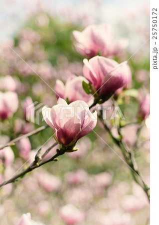 Magnolia spring flowers 25750172