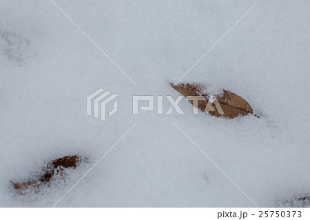 雪に埋まった落ち葉 雪に埋まった落ち葉 25750373