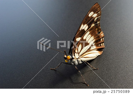 ゴマダラ蝶　黒背景 25750389