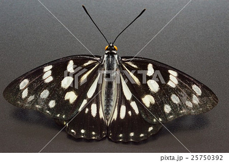 ゴマダラ蝶　黒背景 25750392
