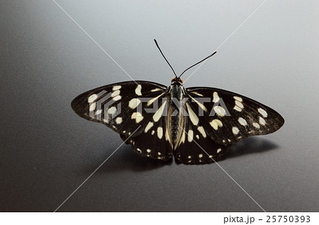 ゴマダラ蝶　黒背景 25750393