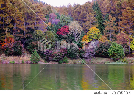 いずみ湖　紅葉 25750458