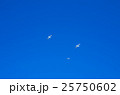 カモメ カモメ 25750602