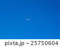 カモメ カモメ 25750604