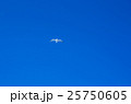 カモメ カモメ 25750605