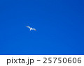 カモメ カモメ 25750606