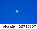 カモメ カモメ 25750607