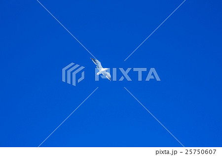 カモメ カモメ 25750607