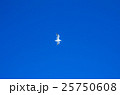 カモメ カモメ 25750608