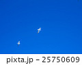 カモメ カモメ 25750609