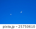 カモメ カモメ 25750610
