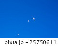 カモメ カモメ 25750611