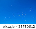 カモメ カモメ 25750612