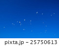 カモメ カモメ 25750613