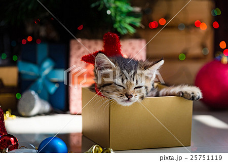 Cute kitten in christmas. Cute kitten in christmas. 25751119