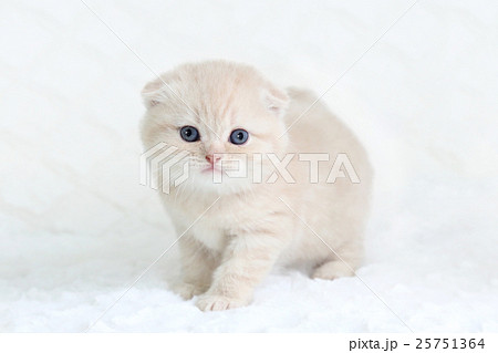 子猫　スコッティシュフォールド 25751364