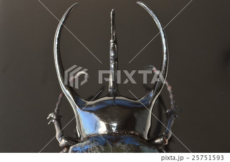 コーカサスオオカブト　黒背景 25751593