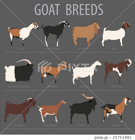 Goat breeds icon set. Animal farming. Flat design - Stock Illustration  [25751992] - PIXTA