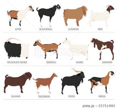 Goat breeds icon set. Animal farming. Flat design 25751993