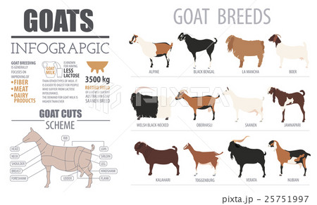 Goat breeds infographic template 25751997