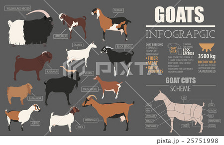 Goat breeds infographic template 25751998