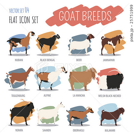 Goat breeds icon set. Animal farming. Flat design 25751999