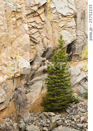 A spruce growing on rocks A spruce growing on rocks 25752235