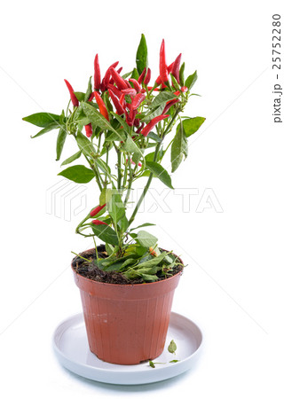 Chili Red Plant 25752280