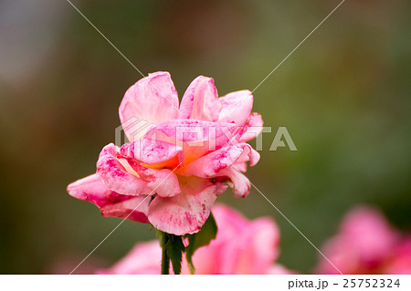 薔薇 薔薇 25752324