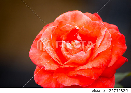 薔薇 薔薇 25752326