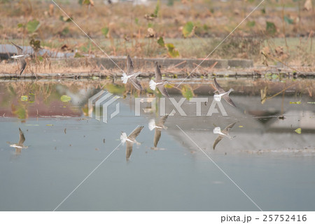ハス田上を飛翔するアオアシシギ達 ハス田上を飛翔するアオアシシギ達 25752416