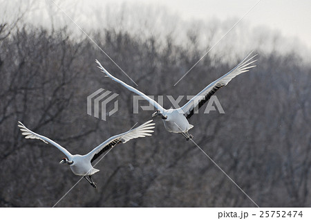 飛んでくる２羽のタンチョウ 25752474