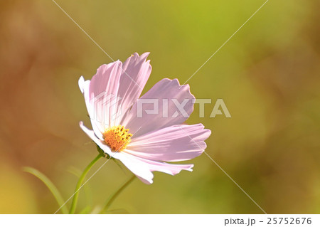 コスモス コスモス 25752676