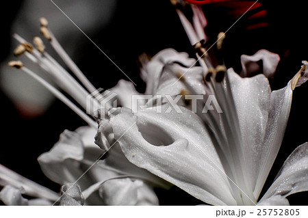 ダイヤモンドリリー 25752805