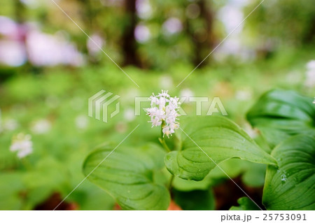 マイヅルソウ 25753091